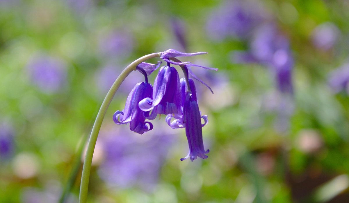 Dealing with Slugs Without Poisoning Garden Wildlife