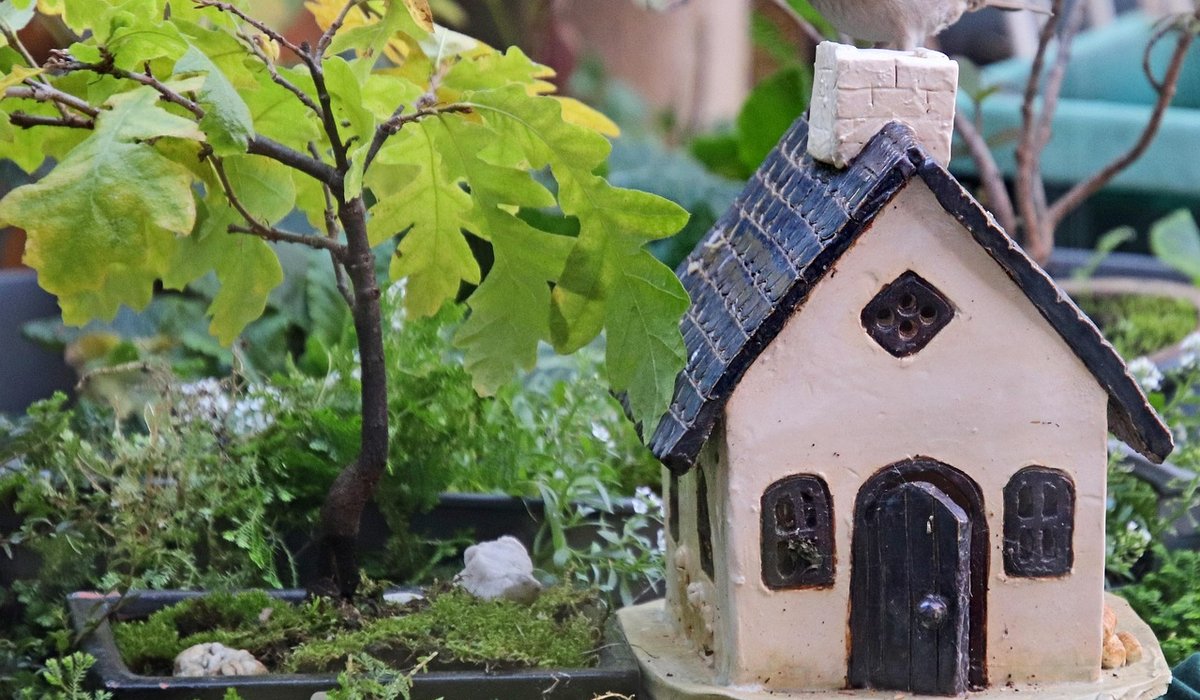 Growing Moss and Ferns in Damp Shade