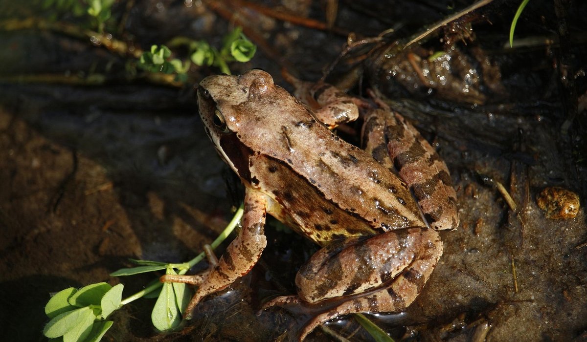 How to Create a Wildlife Pond in a Small Garden