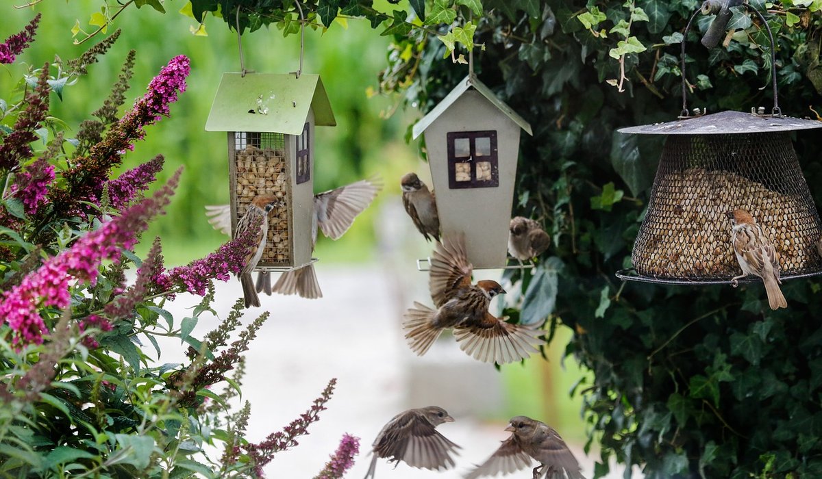 Using Nettles to Support Butterflies and Bees